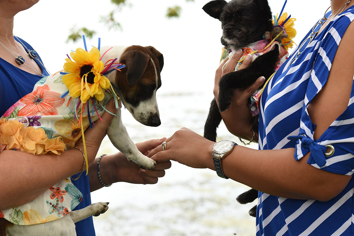 a wade''s bayou lgbt wedding with dogs